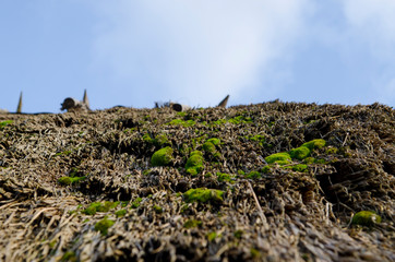 Fototapeta premium Bright green moss grows on the old thatched roof on a background of blue sky