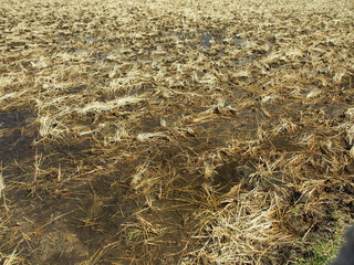 春の雨の翌日の田圃風景
