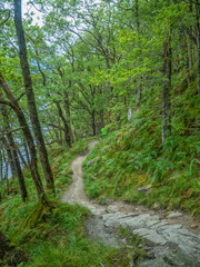 hiking path through a green forest