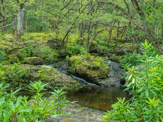 Fototapeta na wymiar little pond in a green forest