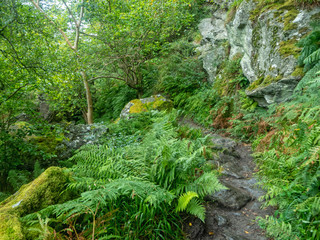 Fototapeta premium hiking path with big rocks on the side in a green forest
