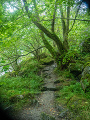 Fototapeta premium hiking path through a green forest