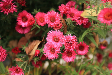 bright and cute flowers