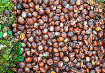 Chestnuts close up.