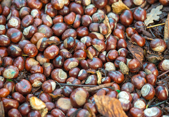 Chestnuts close up.