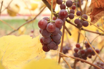 ripe grapes in autumn