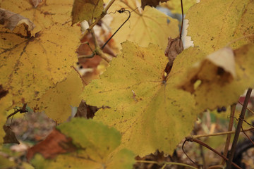 ripe grapes in autumn