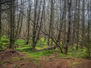 forest with trees without any leaves