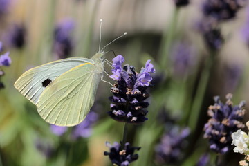 Schmetterling - Weisling- auf Lavendel