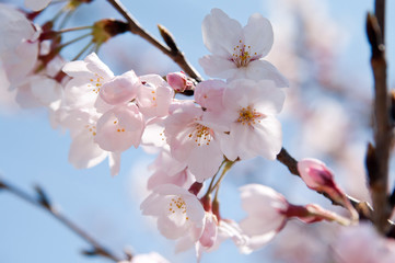Scientific name is Cerasus ×yedoensis (Matsum.) Masam. & Suzuki ‘Somei-yoshino. 