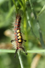Raupe Schlehen-Bürstenspinner / Orgyia antiqua