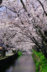 Fototapeta premium Scientific name is Cerasus ×yedoensis (Matsum.) Masam. & Suzuki ‘Somei-yoshino. 