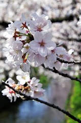 Obraz premium Scientific name is Cerasus ×yedoensis (Matsum.) Masam. & Suzuki ‘Somei-yoshino. 