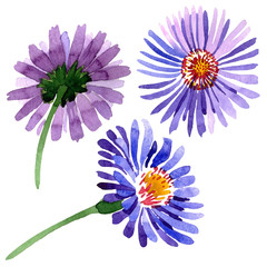 Obraz premium Blue violet asters floral botanical flowers. Watercolor background set. Isolated aster illustration element.