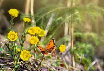 Orange butterfly with black dots scarce copper on yellow flowers coltsfoot ( Tussilago farfara, tash plant, coughwort, farfara ) in spring forest in sun light - obrazy, fototapety, plakaty