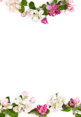 Fototapeta na wymiar Frame of flowers apple tree on white background with space for text. Top view, flat lay