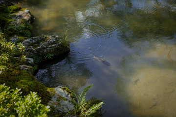 Swimming fish in the garden pond .