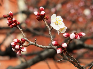 境内に咲く白梅