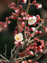 雨上がりの白梅