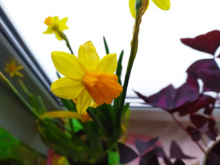 Narcissus flower close up with blurred background