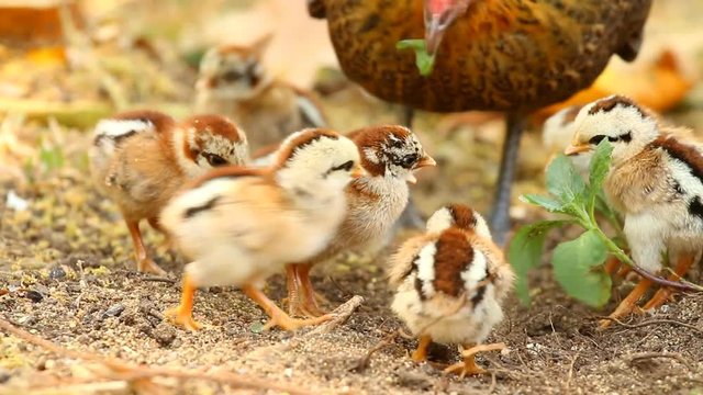 Hen finding food for her chicks in the garden Chiangmai Thailand