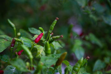 Thai pepper or Chilli Padi, Bird Chilli, Prik ( Capsicum annuum ) on the trees.