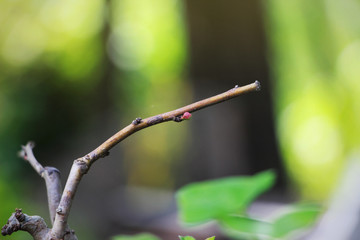 Ume 