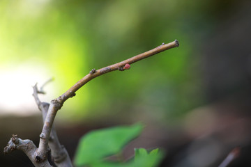 Ume "Japanese Plum" Bonsai Tree and nature background blurred
