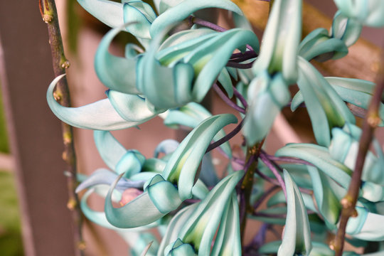 Faboideae 이미지 찾아보기 3,822 스톡 사진, 벡터 및 비디오 Adobe Stock