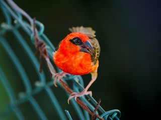 Red Fody Bird perching on fence