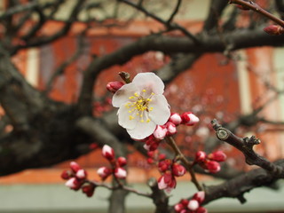 境内に咲く白梅