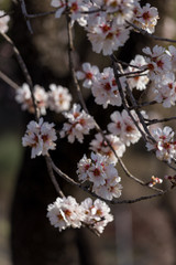 almond flowers blue  sky spring  season buds bees