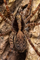 Beautiful macro shot of forest spider