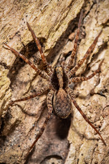 Beautiful macro shot of forest spider