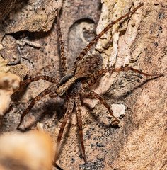 Beautiful macro shot of forest spider