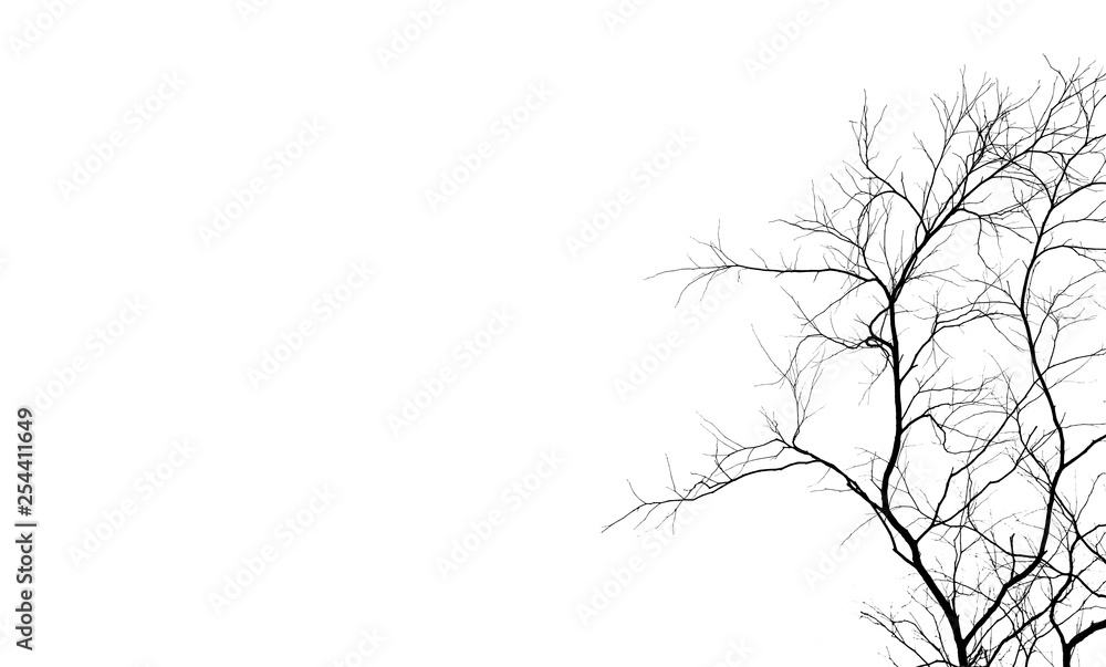 Wall mural silhouette dead tree and branch isolated on white background. black branches of tree backdrop. natur