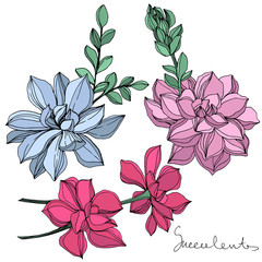 Vector Jungle botanical succulent flower. Engraved ink art illustration. Isolated succulents illustration element.
