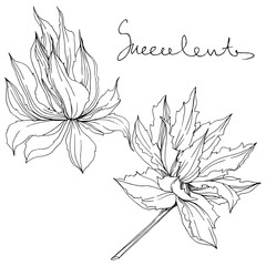 Vector Jungle botanical succulent flower. Black and white engraved ink art. Isolated succulents illustration element.