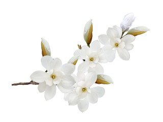 Obraz na płótnie Canvas White magnolia flower isolated on white background.