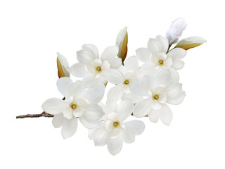 Naklejka na ściany i meble White magnolia flower isolated on white background.