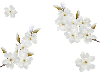 White magnolia flower isolated on white background.