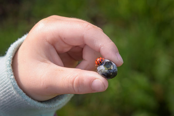 Child's hand holding a fresh blueberry with a ladybug on it