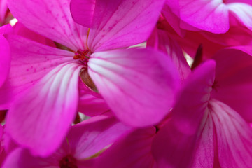 Geranium flowers close-up on a colored background. Selective focus, for design, nature.