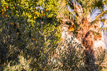 Garden with tangerines and castle. Blue sky and the roof of the castle. Travel in the waist. Free space for text.