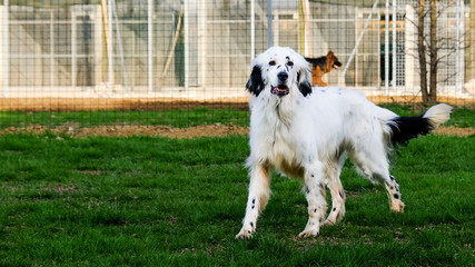 Outdoor Portrait of a wonderful English Setter, black and white