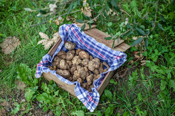 A box of white truffels