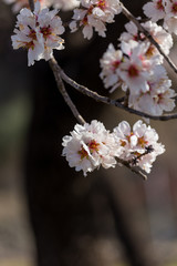 almond flowers blue  sky spring  season buds bees