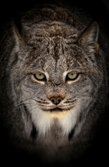 portrait of a bobcat with black background