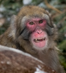 Obraz premium A Smiling Snow Monkey or Japanese Macaque