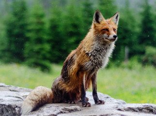 fox in the wild , fox portrait